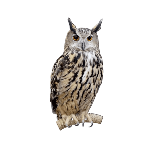 Visual Owl Decoy Deterrent for Pigeons and Birds - SilentOwl®